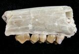Oligocene Ruminant (Leptomeryx) Jaw Section #10566-1